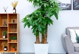 办公室发财树的旺财摆放位置