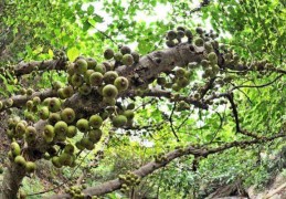 住宅风水十大凶树排行