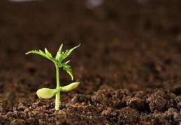 八字纳音中有什么土