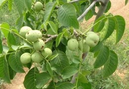 种核桃树风水好吗