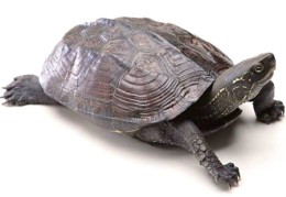 八字火命但是无水意味着什么