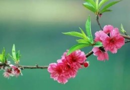 八字中的桃花星与烂桃花