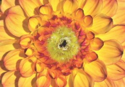 2024年最强的四大生肖（2024生肖都年运势大都）