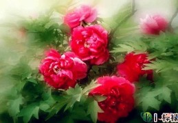 ​女命的好姻缘的八字