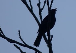 水命人无什么（大海水命五行无什么）