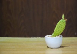 增进夫妻感情的吉祥物（增进夫妻感情的吉祥物挂件）