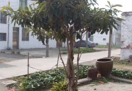 门前种什么树风水好