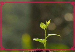 ​八字乙木论命口诀