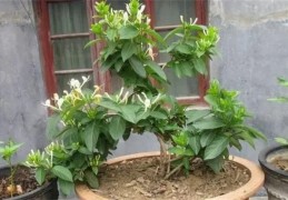 家里种金银花风水好吗