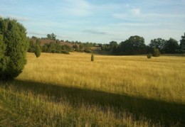 为什么墓地要种柏树