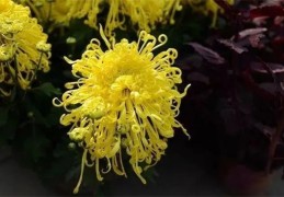 ​菊花的风水寓意