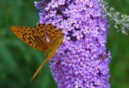 增进夫妻感情的吉祥风水物（增进夫妻感情的吉祥风水物有哪些）