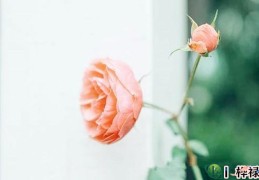 八字看凶灾主要看哪些方面（八字看凶灾主要看哪些方面的）