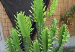 如何根据风水摆放龙骨