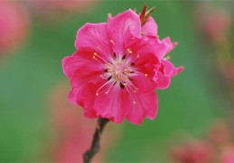 风水斩桃花方法技巧