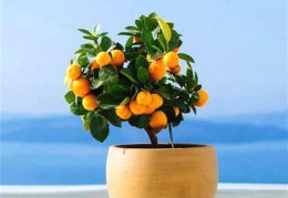 ​常见的辟邪植物有哪些