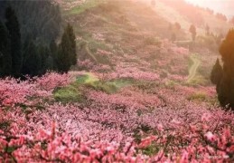 八字看桃花论命口诀