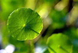 铜钱草的风水作用