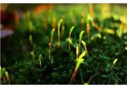 八字中比肩格六神旺度