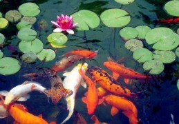 居家宜养风水鱼种类及宜养数量