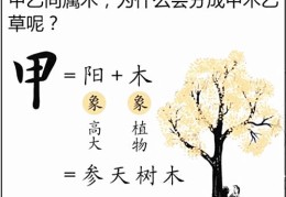 八字基础知识：十天干、甲木