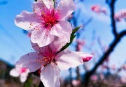 风水催桃花的方法