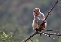 1980年出生的人命好吗