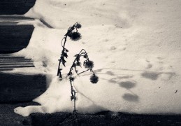 八字测能不能当官