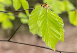 防小人的风水用品有什么