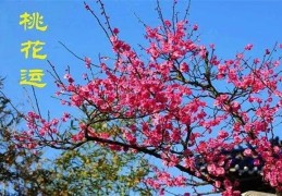 ​从八字看人的命理桃花