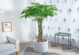 ​大厅摆放什么植物招财旺运风水好