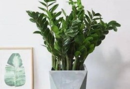 八字中选取用神和忌神