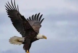 八字格局枭神夺食详解