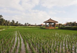 ​己土日元的女命好吗