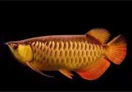 家里养金龙鱼风水寓意