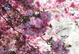 催旺桃花的风水布局