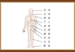 八字天干地支五行身体象义