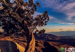 盲派八字乙木日喜忌行运口诀