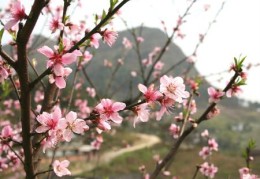 住宅风水怎么旺桃花运
