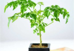 客厅种植幸福树好吗