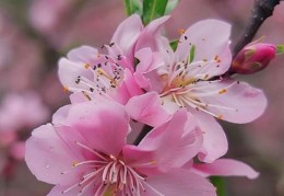 从八字看你命带何种桃花，如何看流年桃花运