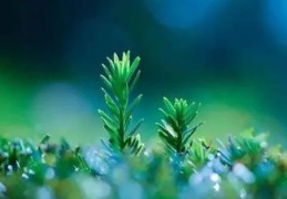 八字寅巳之间的关系