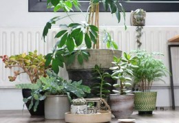 家里放什么植物风水好