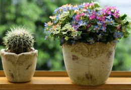 ​家里养花风水禁忌