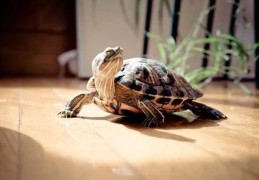 居家养龟风水禁忌