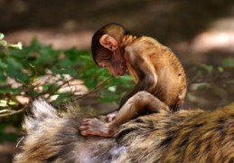 2024年属猴的人运势解读