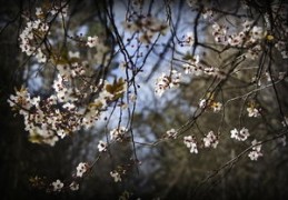 咸池桃花是什么意思