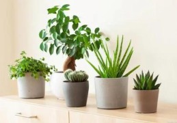 客厅植物摆放风水