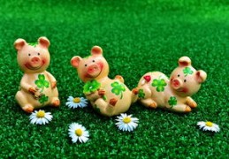 2024年生肖鸡运势详解（2024年生肖鸡运势详解视频）