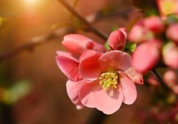 四柱看红鸾桃花